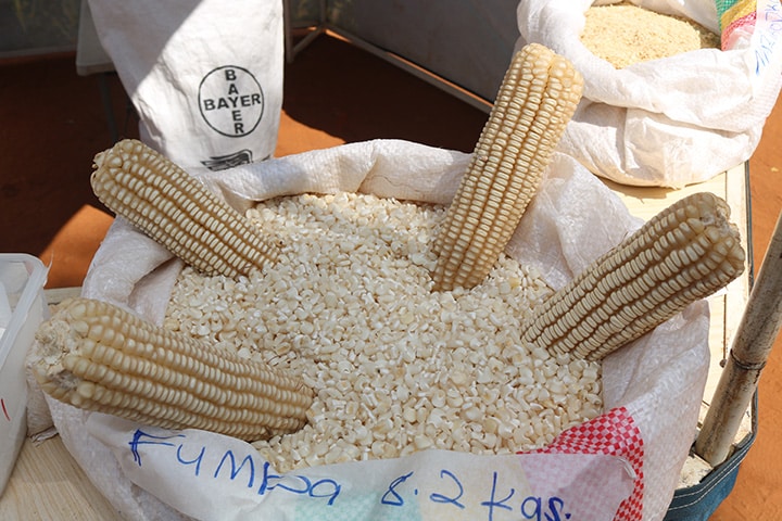 Maize